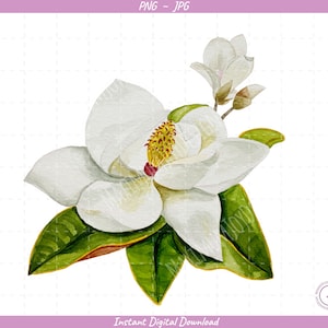 Southern Magnolia Sublimation Clip Art / Watercolor Magnolia / Hand Drawn / Digital Download