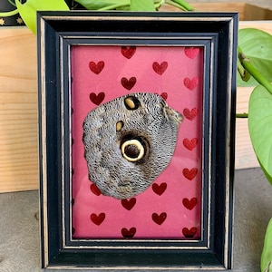 Ingelijste Caligo euilochus Forest Giant Butterfly wing cadeau voor vlinder oddity liefhebbers
