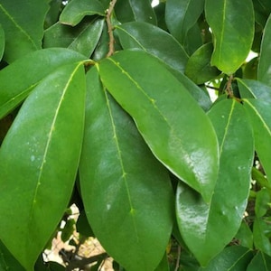 Jamaican SourSop Leaves / Graviola (4oz bag)