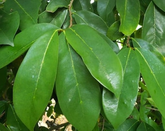 Jamaican SourSop Leaves / Graviola (4oz bag)