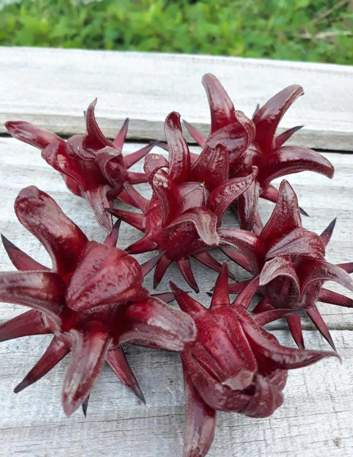 Jamaican Sorrel/Hibiscus (12oz)