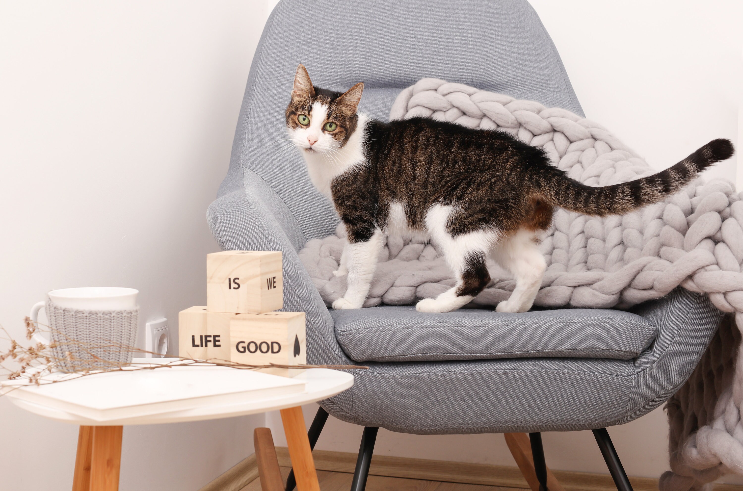 Pet blanket cat blanket made of merino wool custom pet Etsy