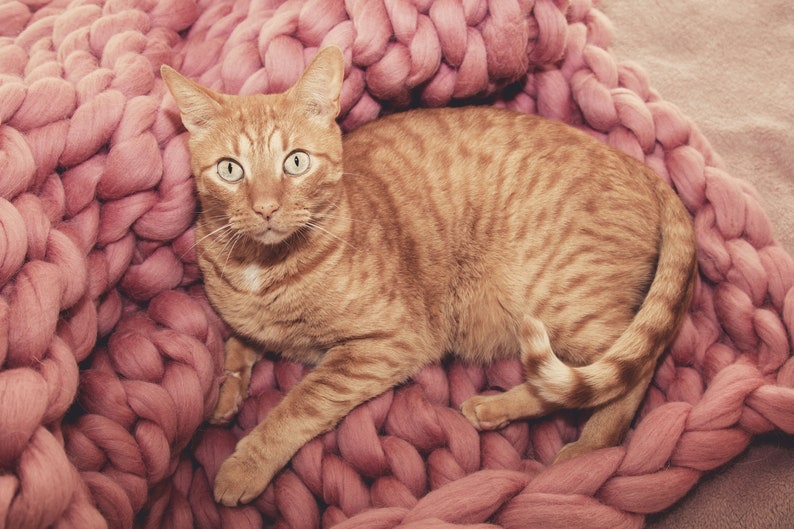 Pet blanket cat blanket made of merino wool custom pet Etsy