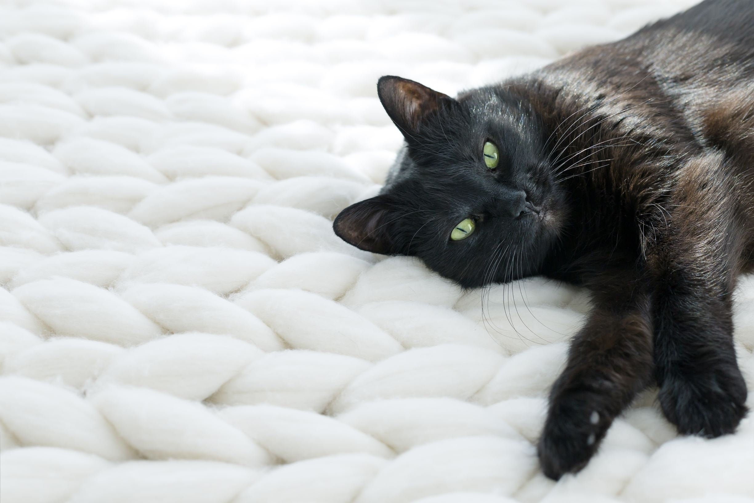 Pet blanket cat blanket made of merino wool custom pet Etsy