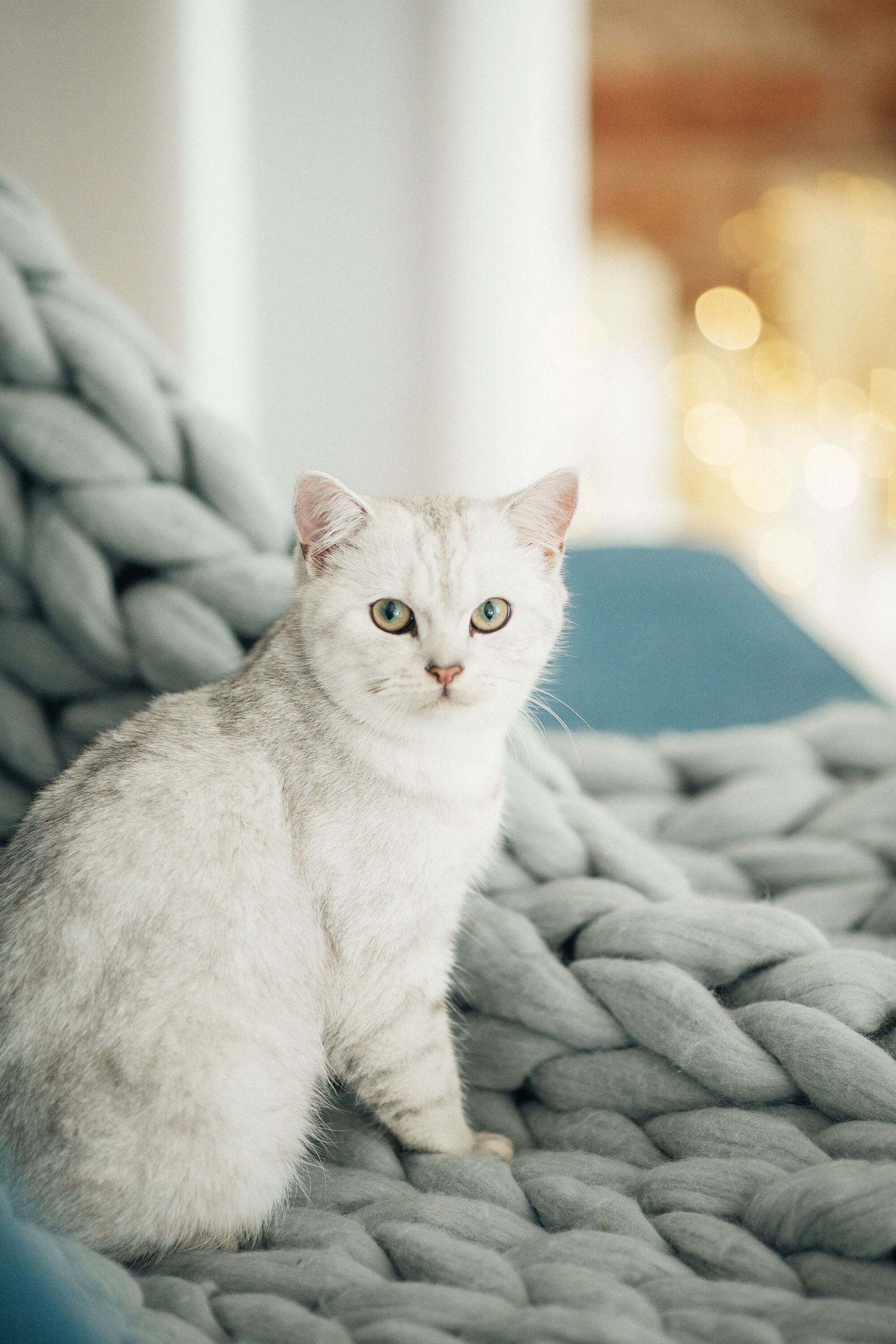 Pet blanket cat blanket made of merino wool puppy blanket Etsy