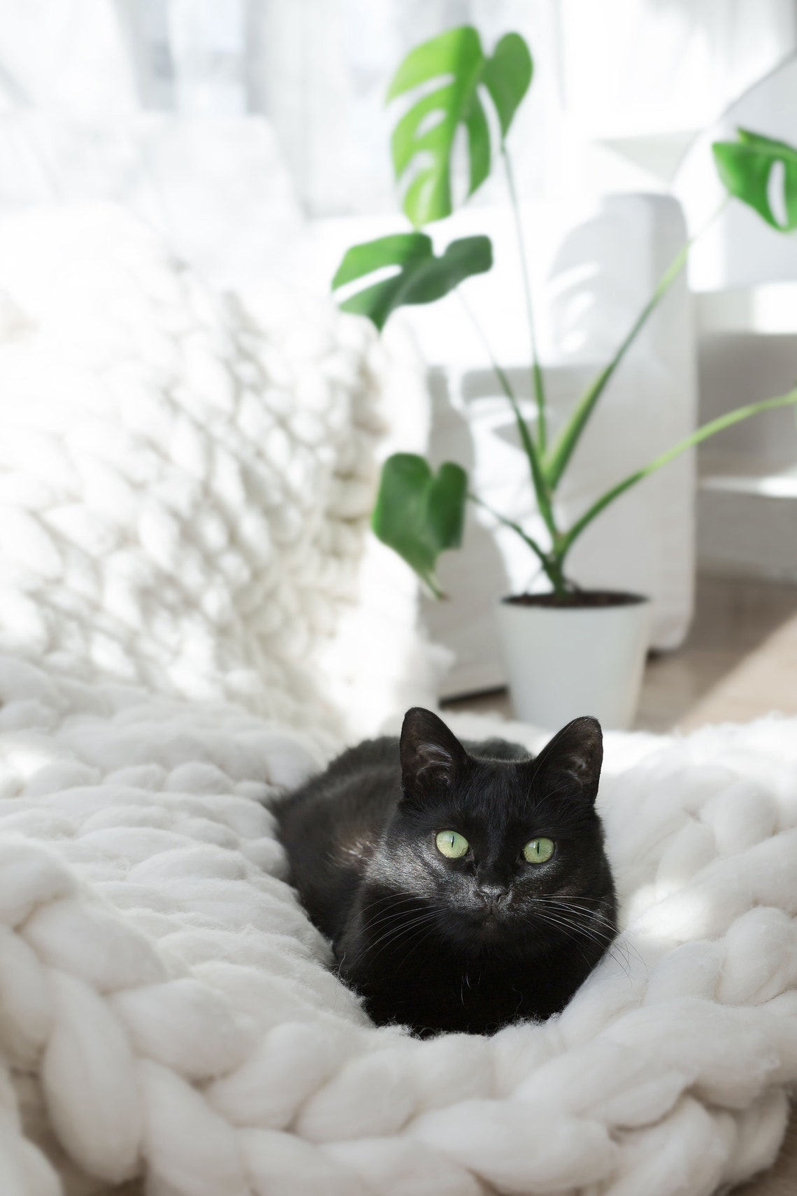 Pet blanket cat blanket made of merino wool puppy blanket Etsy