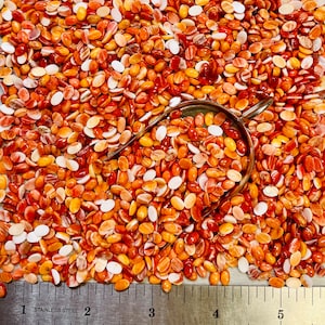 Spiny Red Orange Oyster Oval 4x6mm 4mm x 6mm Cabochão espinhoso vermelho e laranja real calibrado - extraído e estabilizado nos EUA. Vendido por peça!