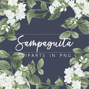 19 illustrations à l'aquarelle de Sampaguita basées sur les images clipart numériques du jasmin des Philippines au format PNG.