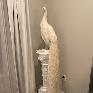 Beautiful white peacock