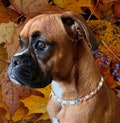 Adjustable EM ceramic anti-tick collar natural protection for dogs | Laissedewouf product logo