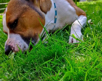 Collier anti-tiques pour chien en céramique EM | Laissedewouf Bi-Color