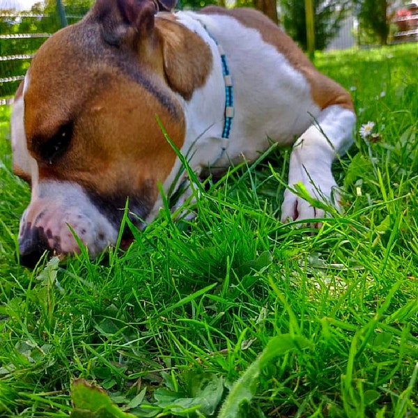 Collier anti-tiques pour chien en céramique EM | Laissedewouf Bi-Color