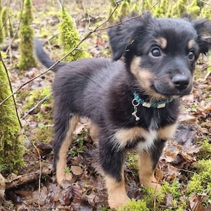 EM Naturschutz-Zeckenhalsband aus Keramik für Hunde Laissedewouf Diamantkollektion Bild 6