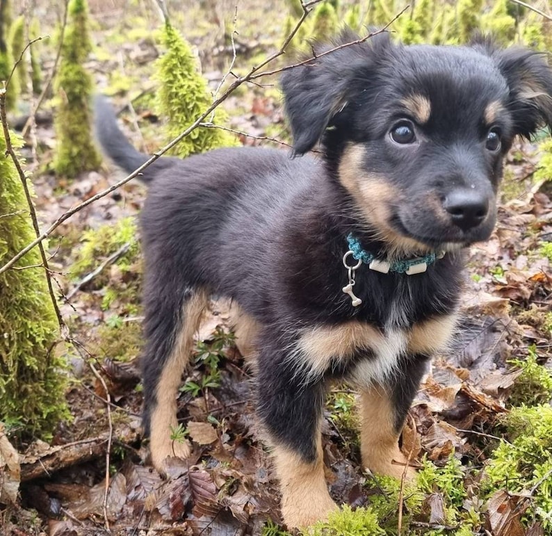 EM Naturschutz-Zeckenhalsband aus Keramik für Hunde Laissedewouf Diamantkollektion Bild 6