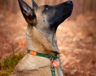 Baroudeur Hexa Dog Collar | 16mm/20mm/25mm | Leash by Wouf
