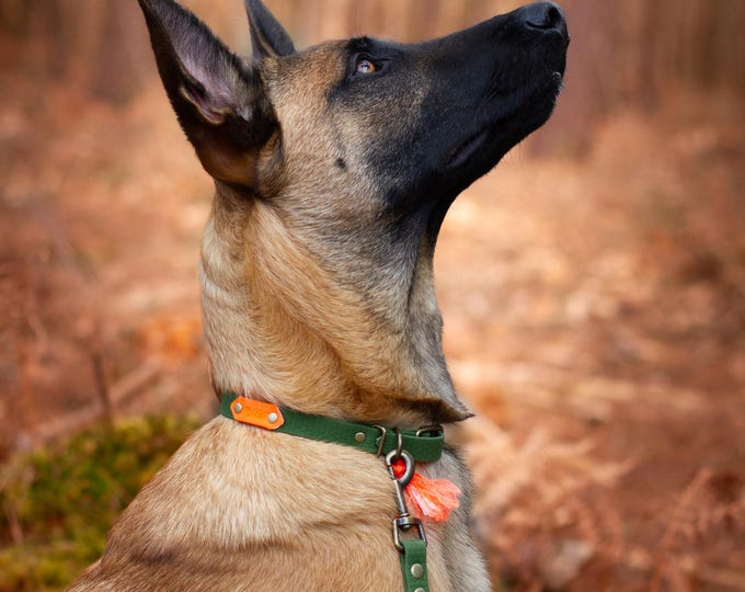 Baroudeur Hexa Dog Collar | 16mm/20mm/25mm | Leash by Wouf