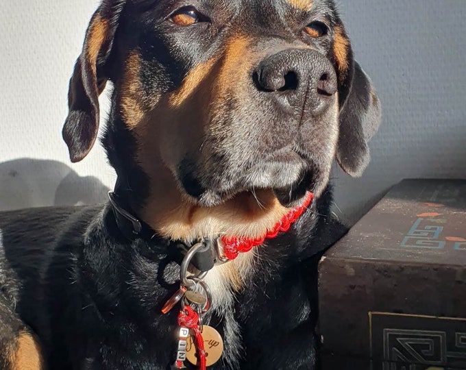 Red Metallic Dog Collar Width 2cm - Matching Leash | Woof Leash
