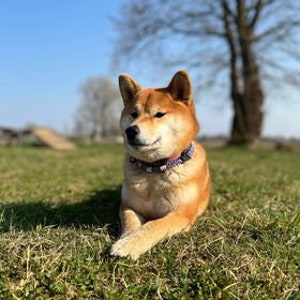 EM Naturschutz-Zeckenhalsband aus Keramik für Hunde Laissedewouf Diamantkollektion Bild 4