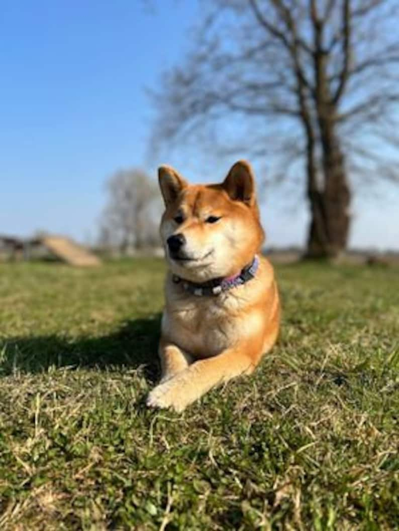 EM Naturschutz-Zeckenhalsband aus Keramik für Hunde Laissedewouf Diamantkollektion Bild 4