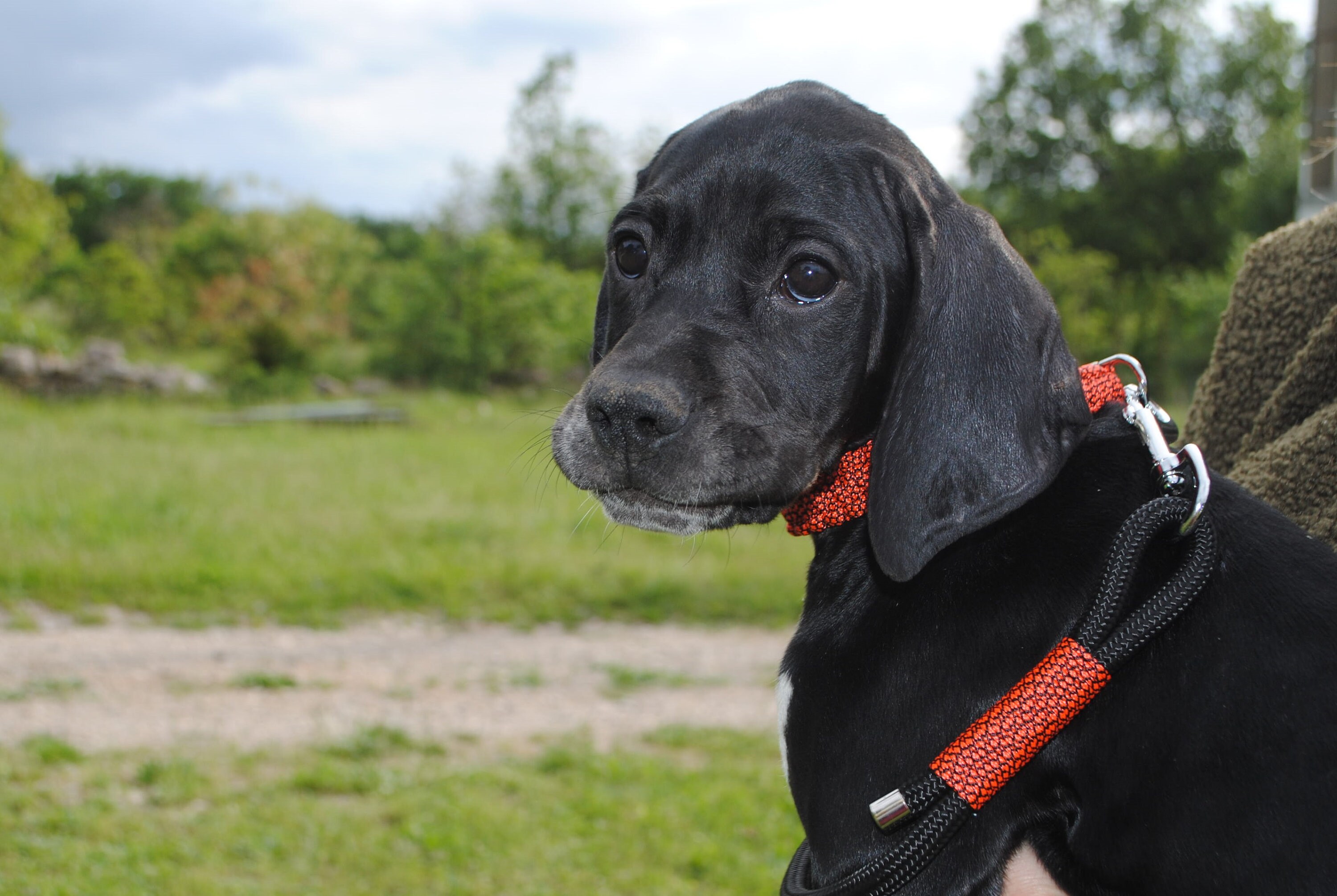 Collier Chien Néon Orange - Largeur 2cm | Laisse de Wouf