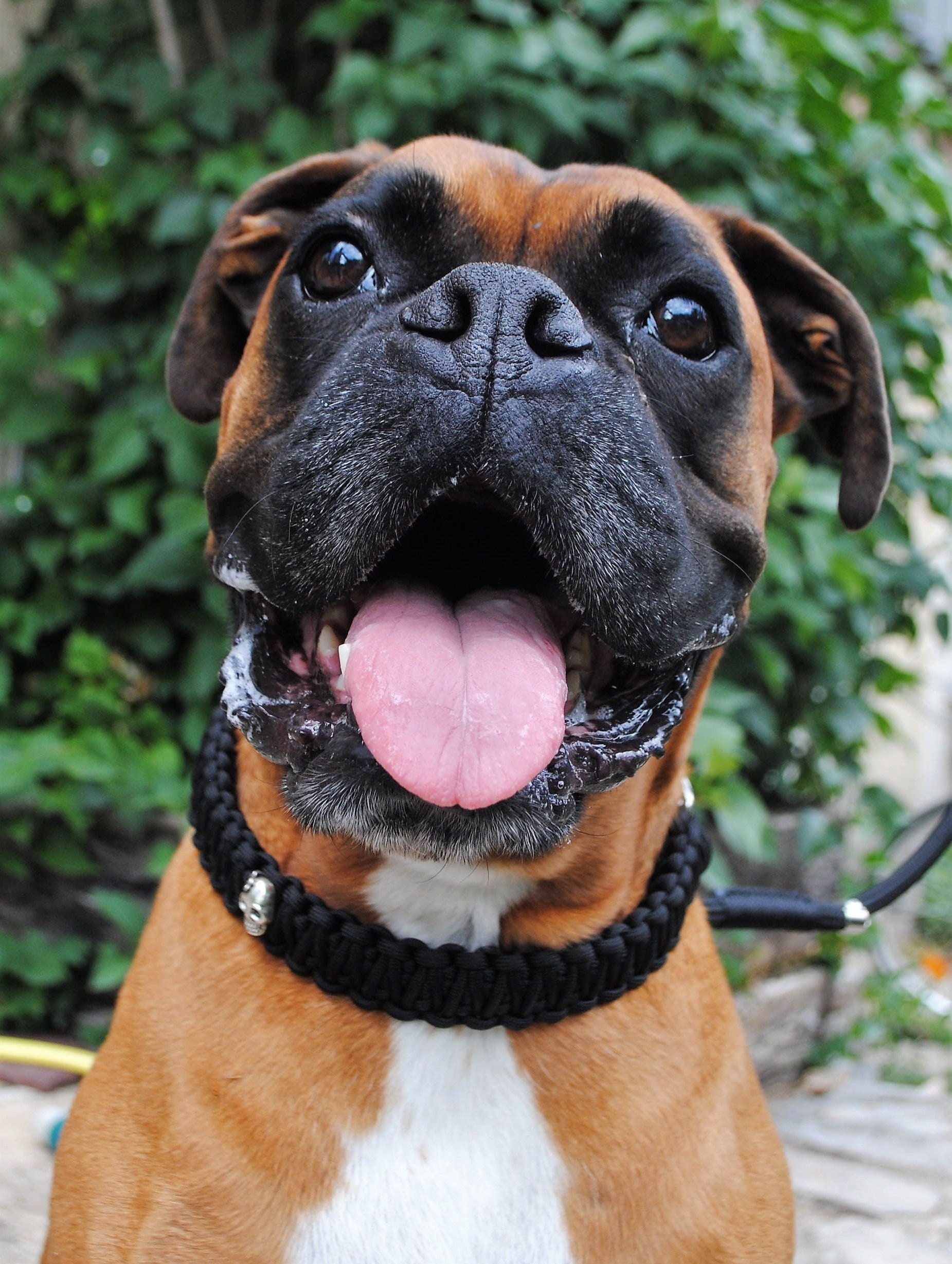 Collier Chien Noir Tête de Mort - Largeur 3cm Laisse Wouf