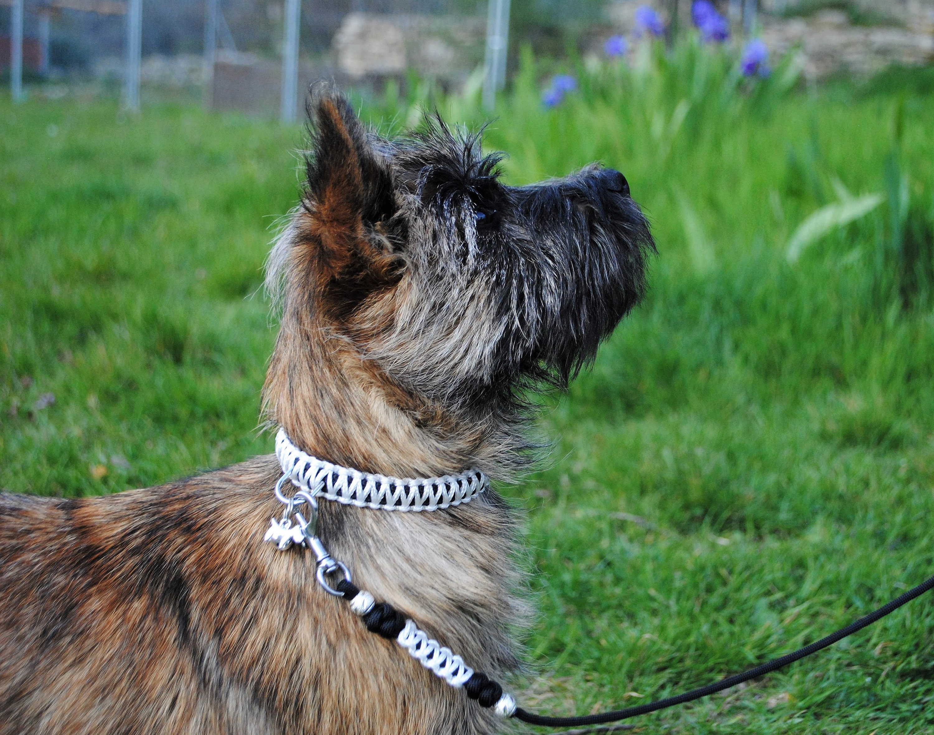 Collier Chien Story Baby Love - Largeur 1.5cm | Laisse de Wouf