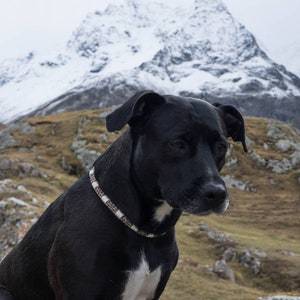 Collier anti-tiques en céramique EM pour une protection naturelle pour chien Laissedewouf camouflé image 2