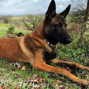 Collier anti-tiques en céramique EM pour une protection naturelle pour chien Laissedewouf camouflé image 3