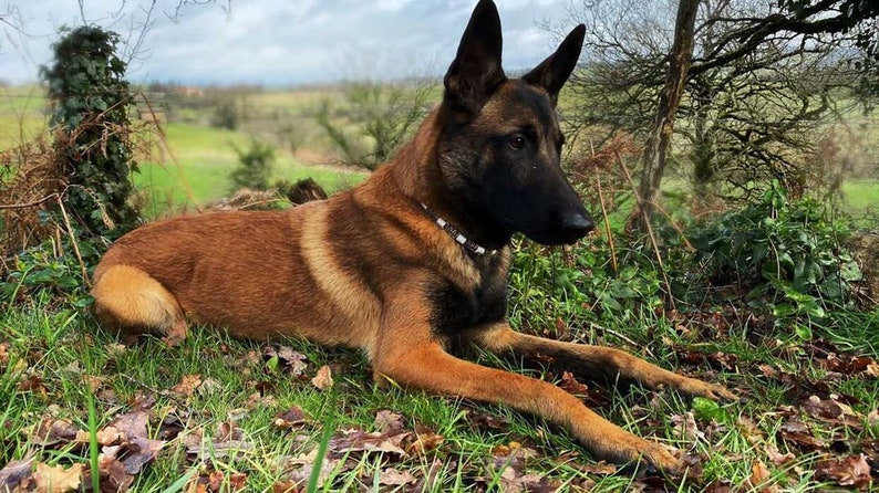 Collier anti-tiques en céramique EM pour une protection naturelle pour chien Laissedewouf camouflé image 3