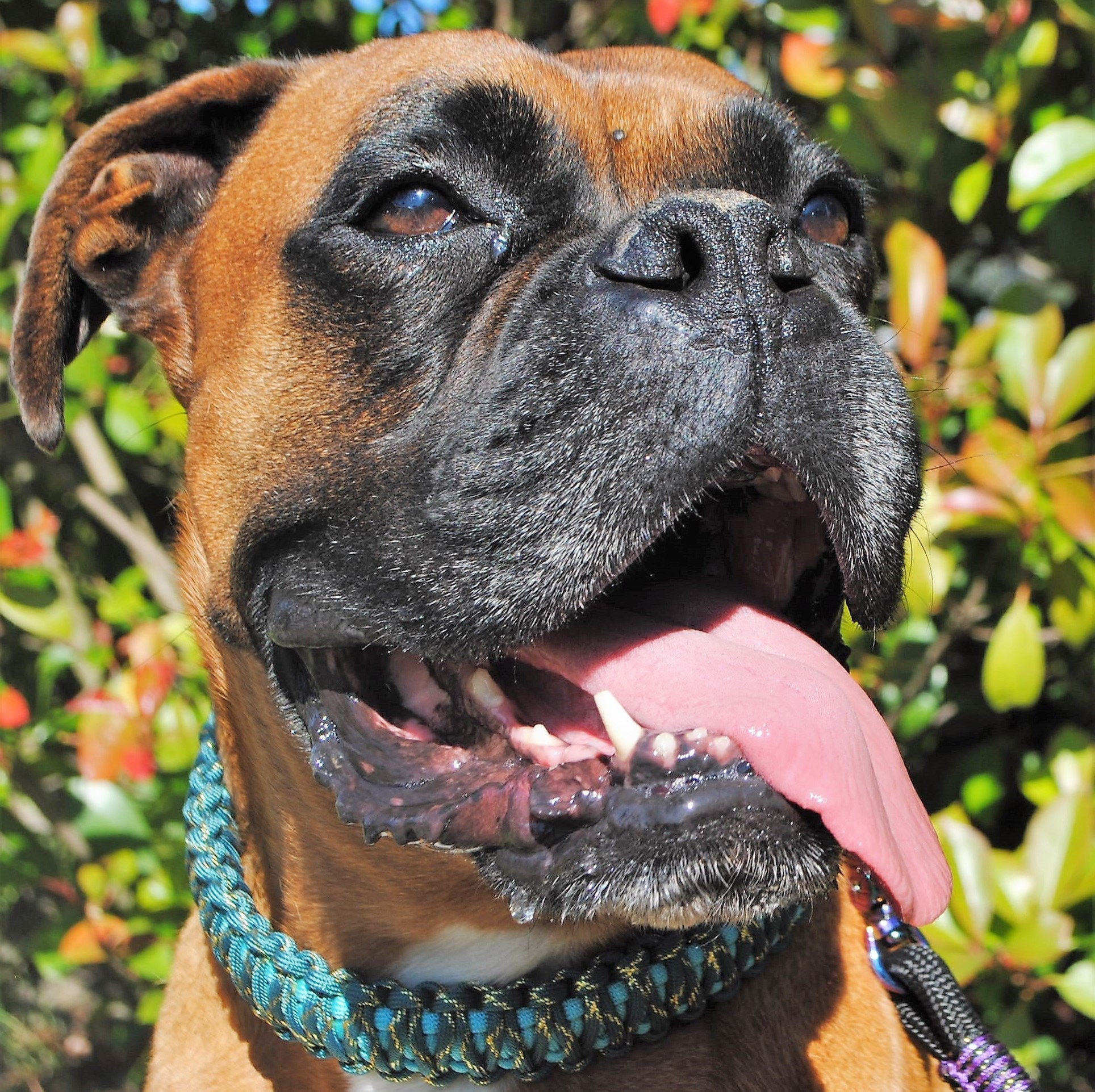 Collier Chien Turquoise Métallique - Largeur 3cm Laisse de Wouf