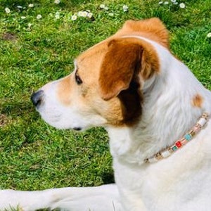 Collier réglable anti-tiques en céramique EM protection naturelle pour chien Laissedewouf image 2