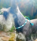 Adjustable anti-tick collar width 1cm in EM ceramic for natural protection for dogs | Laissedewouf product logo