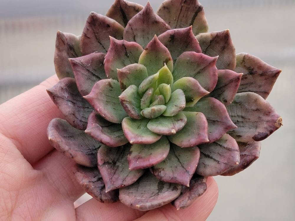Imported Echeveria Silver Prince Variegata (very Rare) - Etsy