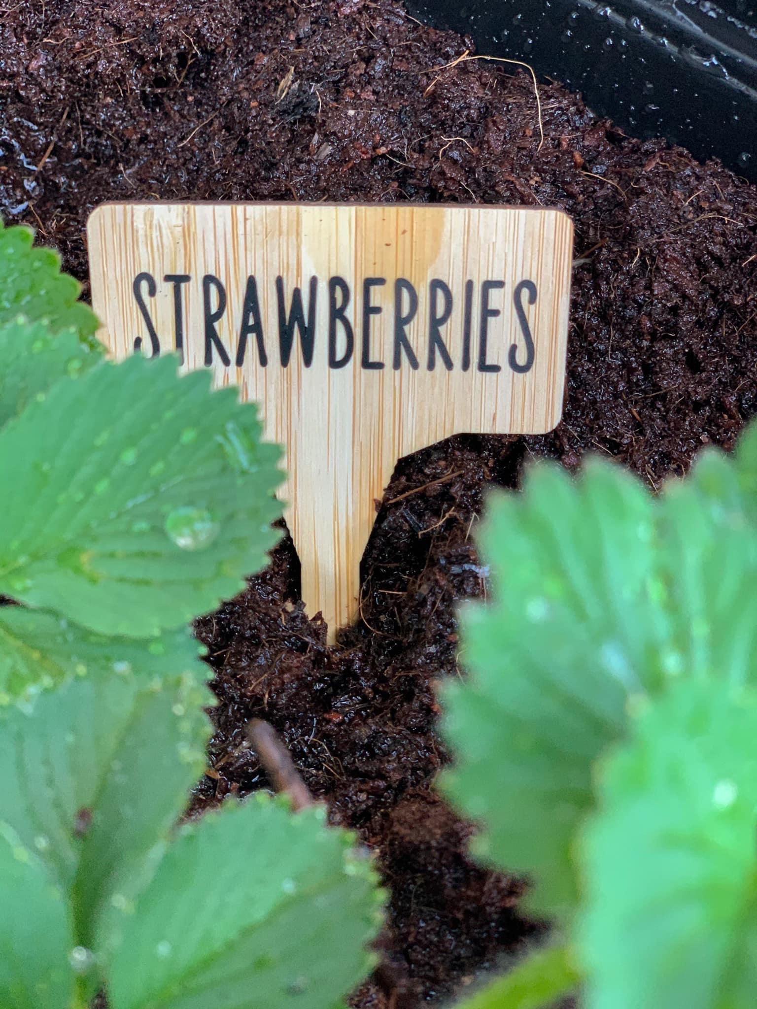 Bamboo plant markers/ labels Etsy