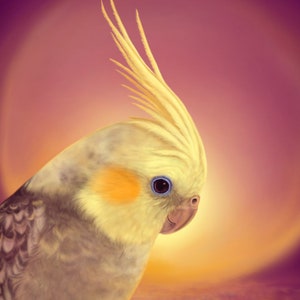 Postal *Above Clouds* - Ilustración Cockatiel