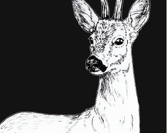 Rehbock Art Print - Deer Pen Illustration