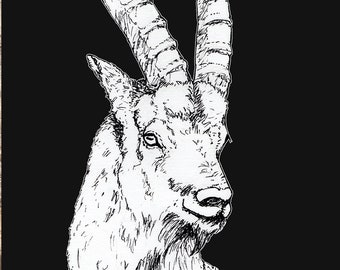 Steinbock Art Print - Ibex Pen Illustration