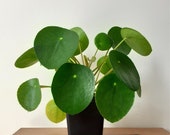 Pilea Peperomioides plants (5-15cm) Chinese Money Plant, house plant.