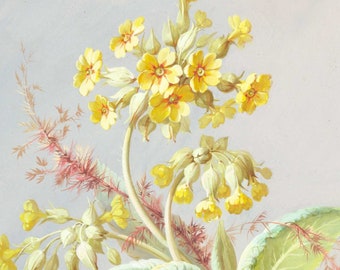 Kluster av gula blommor med bladverk vid basen. - Digital fil