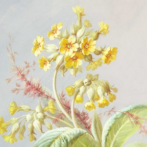 Clusters of Yellow Flowers with Foliage at Base.  - Digital File