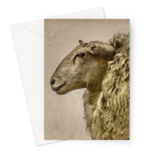 Wenskaart. 'The Lady'-portret van een schaap