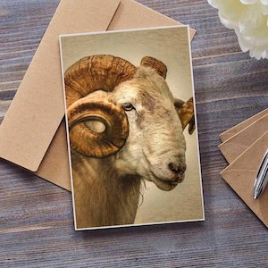Wenskaart | Verjaardagskaart | Vaderdag | Blanco kaart | Portret 'The Ram' van een ram met gedraaide hoorns