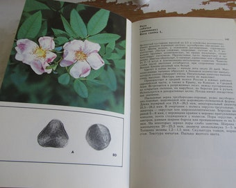 Libro botanico vintage con più di 100 foto a colori di piante - Illustrazioni botaniche piante mellifere - Erbe e fiori vintage