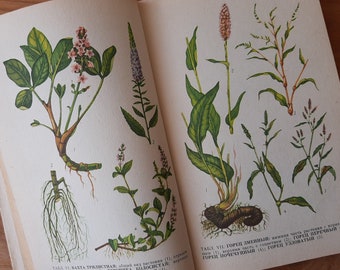 Vintage botanisches Buch mit Farbzeichnungen und schwarz-weiß Illustrationen - Waldkrautige Droge