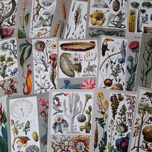 Conjunto de 32 postales botánicas ucranianas vintage: ilustración de flores silvestres, impresión artística de plantas medicinales.