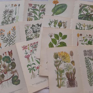 Páginas de libro botánico vintage - 8 páginas dobles de plantas medicinales - Ilustración de pintura de flores - Collage de pintura de la naturaleza - Papel efímero