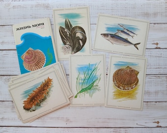 Juego de postales vintage de vida marina: ilustraciones de animales marinos de 1986