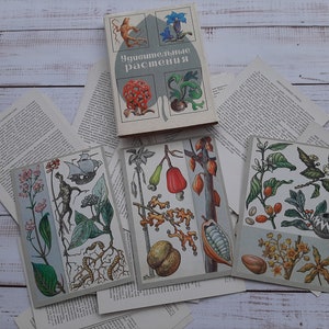 Conjunto de 32 cartões postais botânicos ucranianos vintage - Ilustrações de ervas - Cartões de flores e plantas - Decoração botânica - Cartão de botânica