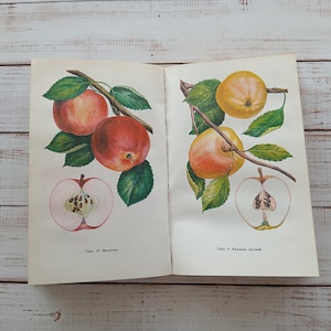 ヴィンテージフルーツイラスト集 – ウクライナ植物学アート、1984年