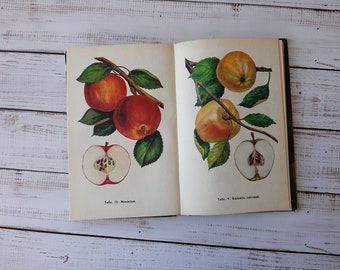 Obst Zeichnungen auf vintage Ukrainischen Buch "Gärten" mit Farbdrucken - Botanisches Buch - Pflaume, Apfel, Birne, Kirsche Illustration